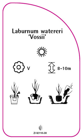 Laburnum watereri 'Vossii'