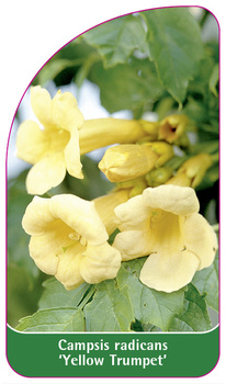 Campsis radicans 'Yellow Trumpet'