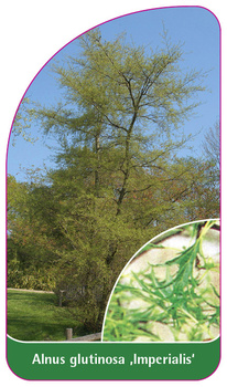 Alnus glutinosa 'Imperialis'