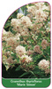 Ceanothus thyrisflorus 'Marie Simon'