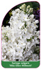 Syringa vulgaris 'Miss Ellen Wilmott'