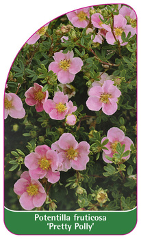 Potentilla fruticosa 'Pretty Polly'