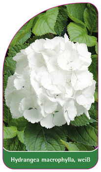 Hydrangea macrophylla, weiß