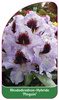Rhododendron-Hybride 'Pinguin'