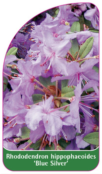 Rhododendron hippophaeoides 'Blue Silver'