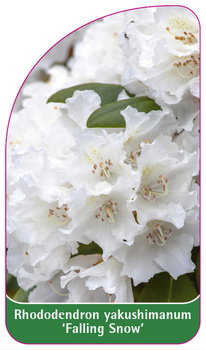 Rhododendron yakushimanum 'Falling Snow'