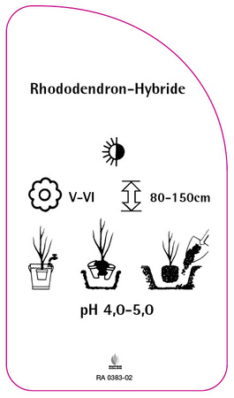 Rhododendron-Hybride