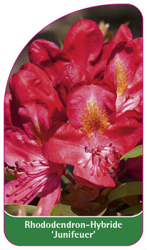 Rhododendron-Hybride 'Junifeuer'