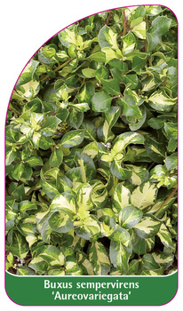 Buxus sempervirens 'Aureovariegata'
