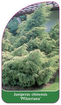 Juniperus chinensis 'Pfitzeriana'