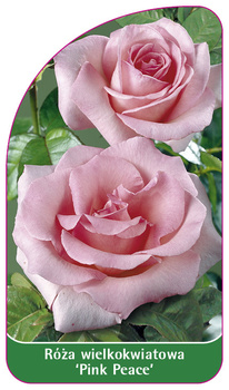 Róza wielkokwiatowa 'Pink Peace' Nr. 218