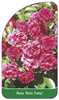 Rosa 'Rote Fairy'