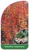 Enkianthus campanulatus