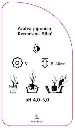 Azalea japonica 'Kermesina Alba'