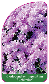 Rhododendron impeditum 'Buchlovice'