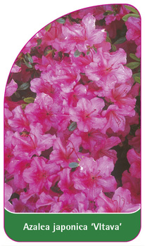 Azalea japonica 'Vltava'