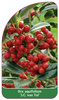 Ilex aquifolium 'J.C. van Tol'