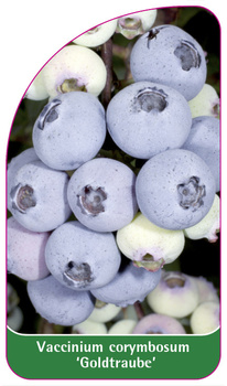 Vaccinium corymbosum "Goldtraube