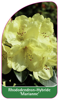 Rhododendron-Hybride 'Marianne'