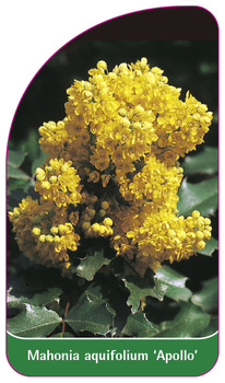 Mahonia aquifolium 'Apollo'