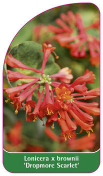 Lonicera x brownii 'Dropmore Scarlet'