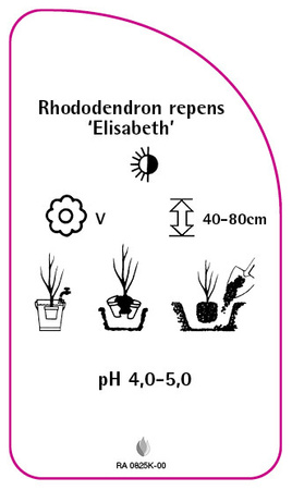 Rhododendron repens 'Elisabeth'