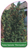 Taxus baccata 'Overeynderi'