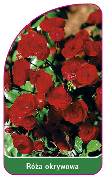 Róza okrywowa Nr. 297 A