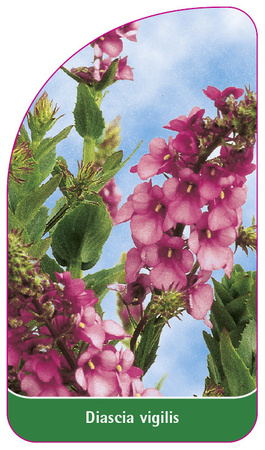 Diascia vigilis