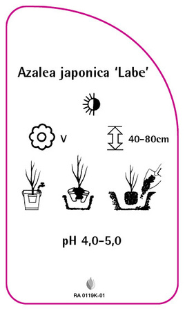 Azalea japonica 'Labe'
