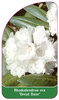 Rhododendron rex 'Great Dane'