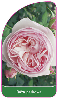 Róza parkowa Nr. 401