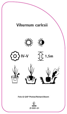 Viburnum carlesii