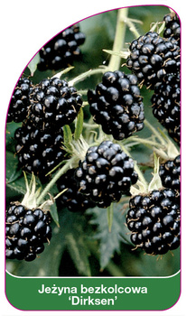Jezyna bezkolcowa 'Dirksen'
