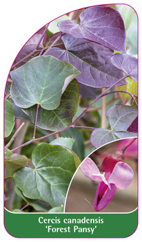 Cercis canadensis 'Forest Pansy'