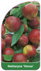 Nektaryna 'Venus'