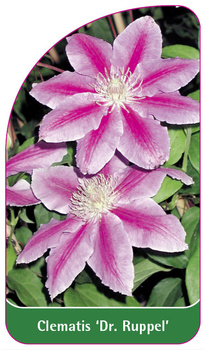 Clematis 'Dr. Ruppel'