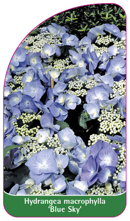 Hydrangea macrophylla 'Blue Sky'