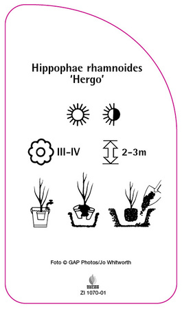 Hippophae rhamnoides 'Hergo'