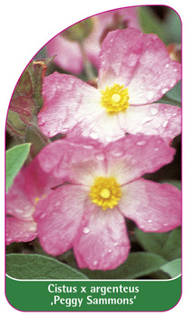 Cistus x argenteus 'Peggy Sammons'
