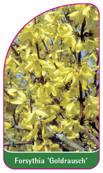 Forsythia 'Goldrausch'