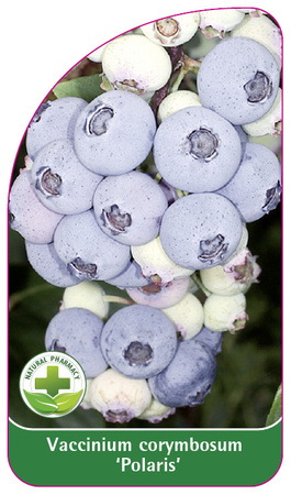 Vaccinium corymbosum 'Polaris'