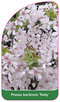 Prunus kurilensis 'Ruby'