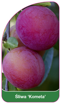 Śliwa 'Kometa'