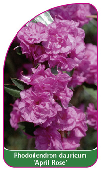 Rhododendron dauricum 'April Rose'