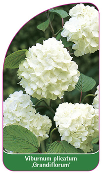 Viburnum plicatum ,Grandiflorum'