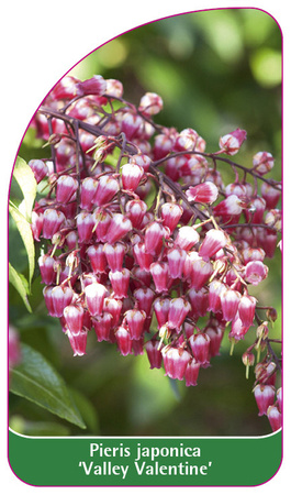 Pieris japonica 'Valley Valentine'