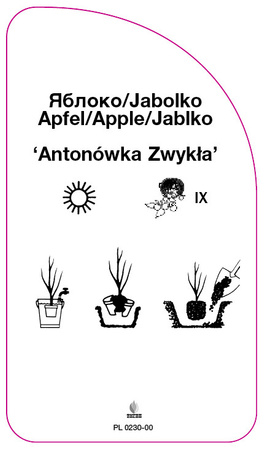 Jabłoń 'Antonówka Zwykła'