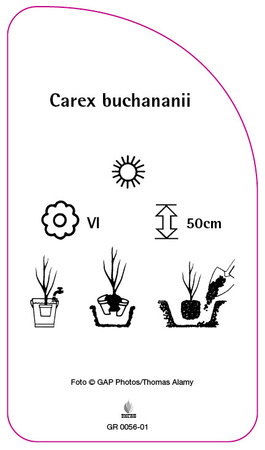 Carex buchananii