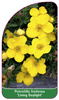 Potentilla fruticosa 'Living Daylight'